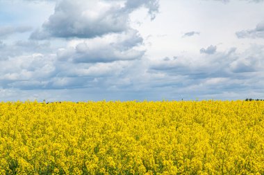 İlkbaharda açan bir kolza tohumu tarlası.