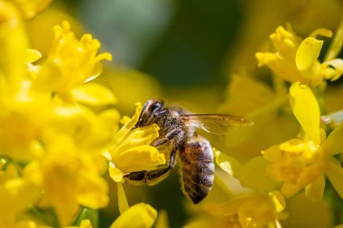 Bal arısı çiçekte bal toplar (mahonia)