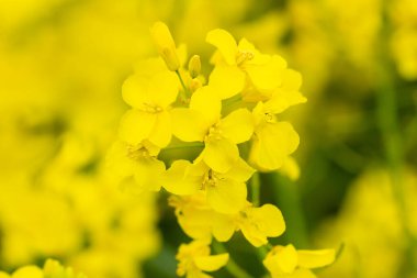 Yazın çiçek açan kolza tohumlarını kapat.