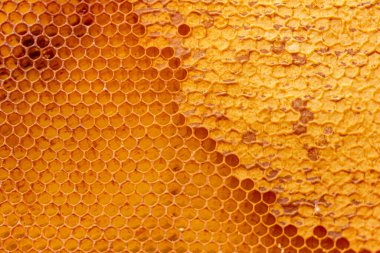 Ballı bir bal peteğine yaklaş