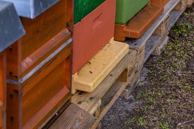 Ormanda bir arı kutusu Birçok arı bal üretir