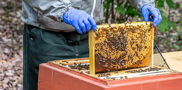 Ein Imker Arbeitet Mit Waben Die Voller Bienen Sind — Stockfoto