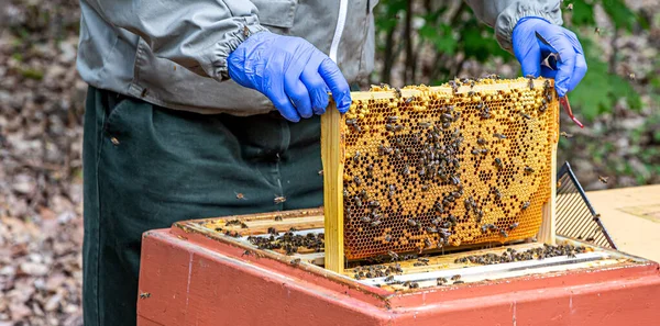 Apicultor Trabaja Con Panales Llenos Abejas — Foto de Stock