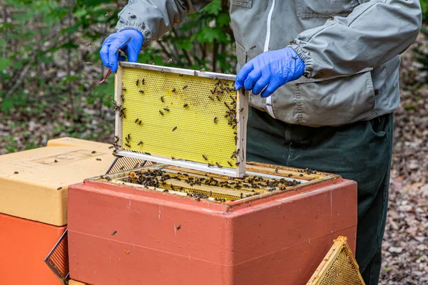 Apicoltore Lavora Con Favi Pieni Api — Foto Stock