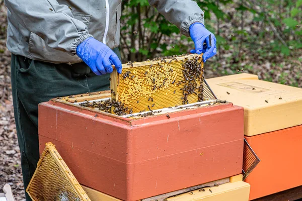 Apicultor Trabaja Con Panales Llenos Abejas — Foto de Stock