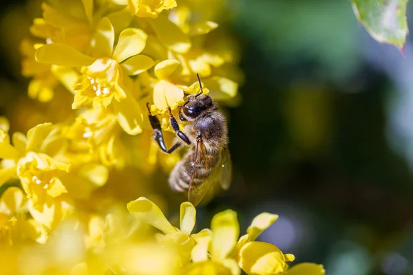 Eine Honigbiene Sammelt Honig Auf Einer Blume Mahonie — Stockfoto