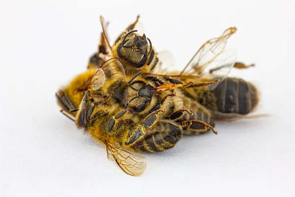 Viele Tote Bienen Vor Weißem Hintergrund — Stockfoto