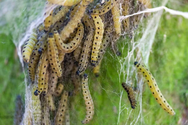 Muitas Mariposas Web Penduram Uma Rede Fotografia De Stock