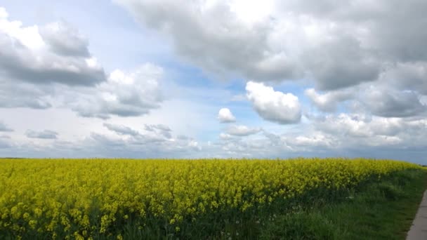 Pole Kvetoucími Řepkovými Semínky Jaře Krásnými Žlutými Květy — Stock video