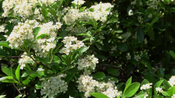 Een Honingbij Verzamelt Honing Witte Kersenbloesems — Stockvideo