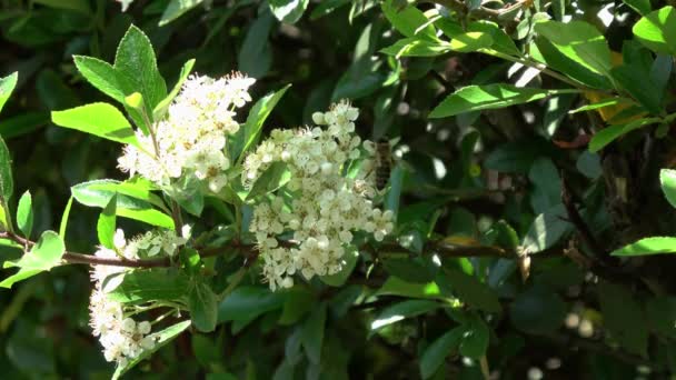Uma Abelha Recolhe Mel Flores Cereja Branca — Vídeo de Stock