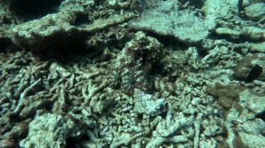 Bir mürekkep balığı mercanlara adapte olur, ağır çekimde.