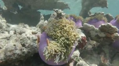 Muhteşem bir şakayığa saklanmış bir balık.