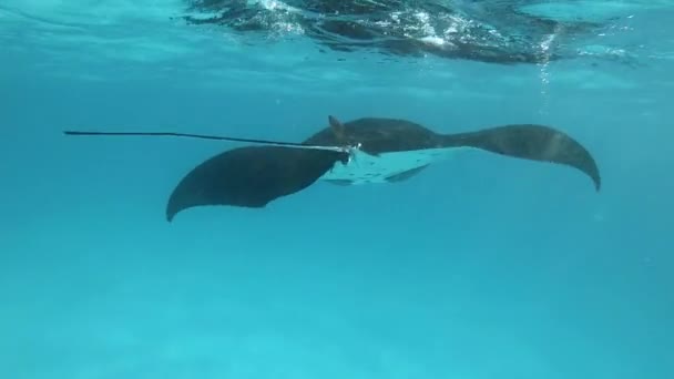 Gigantisk Manta Manta Ray Simmar Rakt Framför Kameran — Stockvideo