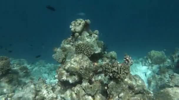 Lotes Peixes Recife Coral Nas Maldivas — Vídeo de Stock