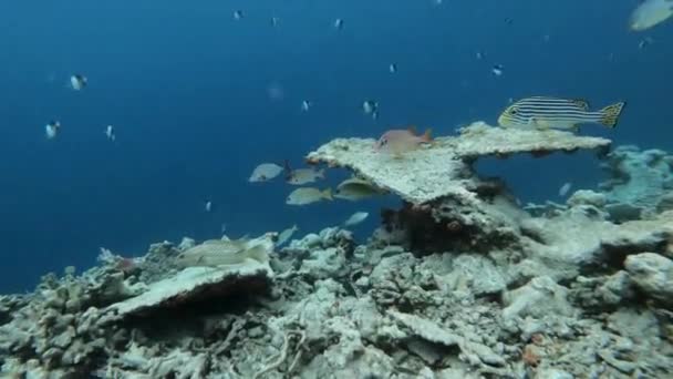 马尔代夫珊瑚礁中的大量鱼类 — 图库视频影像