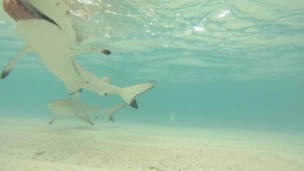 Muchos Tiburones Arrecife Punta Negra Cazan Aguas Poco Profundas Cámara — Vídeos de Stock