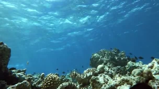 Nadando Entre Arrecife Coral Filmado Cámara Lenta — Vídeos de Stock