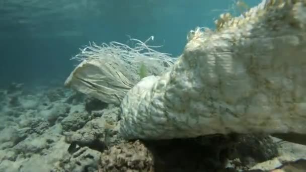 Plastikmüll Hat Sich Korallenriff Verfangen Und Belastet Die Umwelt — Stockvideo