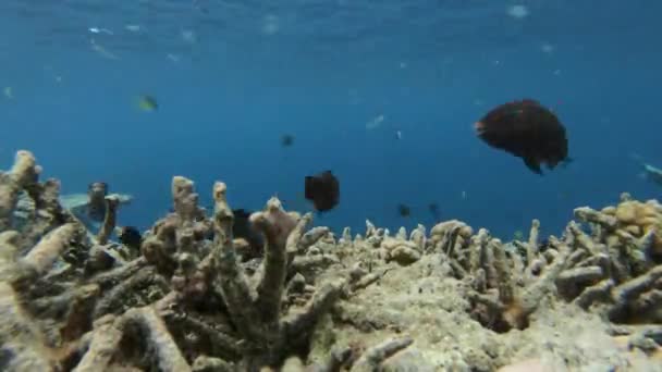 Lapso Tiempo Arrecife Coral Con Muchos Peces Diferentes — Vídeo de stock