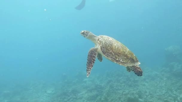 Eine Schildkröte Schwimmt Einem Korallenriff Zeitlupe — Stockvideo