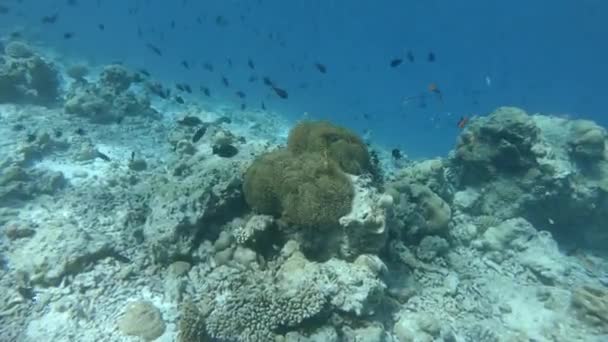 Anemonfish Hide Magnificent Anemone — стоковое видео