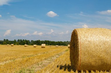 Bir sürü saman balyası ve hasat zamanı olan büyük bir tarla.