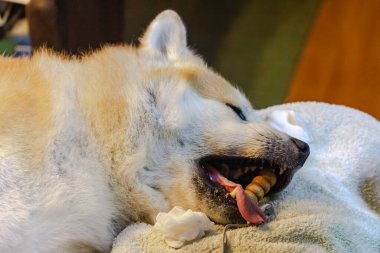 Dişçi köpekten tartar çıkarır (Akita Inu)
