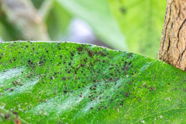 Çamurlu küf ve yaprak bitkileri, makro çekim.