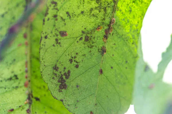 Sooty Mildew Aphids Plant Macro Shot — Stock Photo, Image