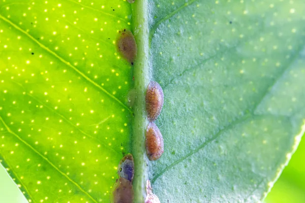 Mildiou Pucerons Sur Une Plante Macro Shot — Photo