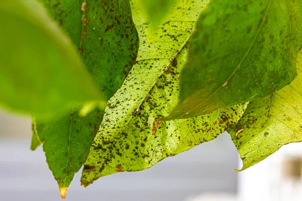 Sooty Mildew Aphids Plant Macro Shot — Stock Photo, Image