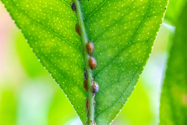 Mildiou Pucerons Sur Une Plante Macro Shot — Photo