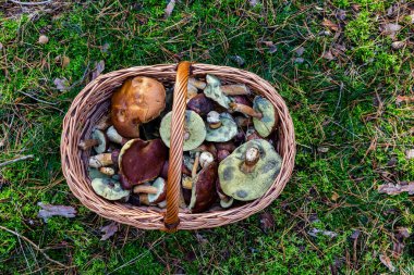 Porcini mantarları ve sepette kestane boletusu.