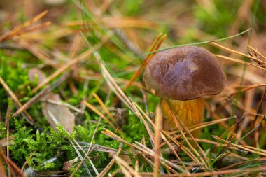 Boletus ormanda bulundu. Etrafı yosun ve otlarla çevrili.