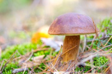 Ormanda yosun ve otlarla çevrili kestane boleti bulundu.