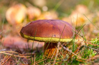 Ormanda yosun ve otlarla çevrili kestane boleti bulundu.