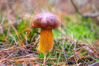 Boletus ormanda bulundu. Etrafı yosun ve otlarla çevrili.