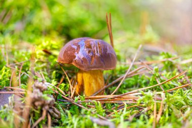 Boletus ormanda bulundu. Etrafı yosun ve otlarla çevrili.