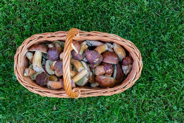 Cogumelos Porcini Boleto Castanha Uma Cesta Vime — Fotografia de Stock