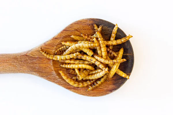 Mealworms Tenebrio Molitor Dřevěné Lžíci Stock Obrázky