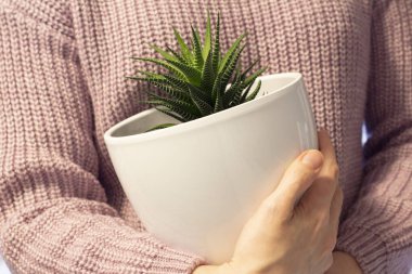 Beyaz seramik çömlek içinde leziz haworthia