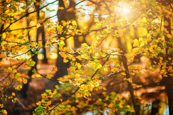 Zweig Mit Gelben Herbstblättern Auf Verschwommenem Hintergrund Kopierraum — Stockfoto