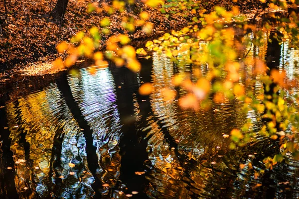 Hojas Colores Otoñales Charco Fondo Otoño — Foto de Stock