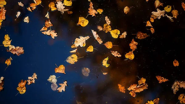 Podzimní Barevné Listí Louži Podzimní Pozadí — Stock fotografie