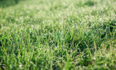 BÜYÜK BİR GÖLÜK ÇİÇEKLERİN YAZETİ