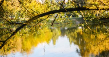 Arka planda sarı sonbahar yaprakları olan bir dal. Boşluğu kopyala