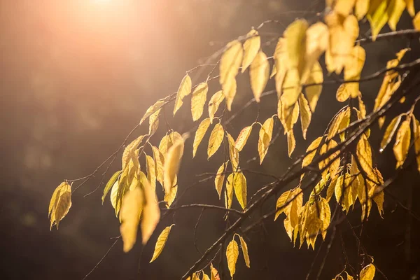 Bunte Herbstblätter Auf Verschwommenem Grauen Hintergrund Mit Sonnenstrahlen Hintergrund Herbst — Stockfoto