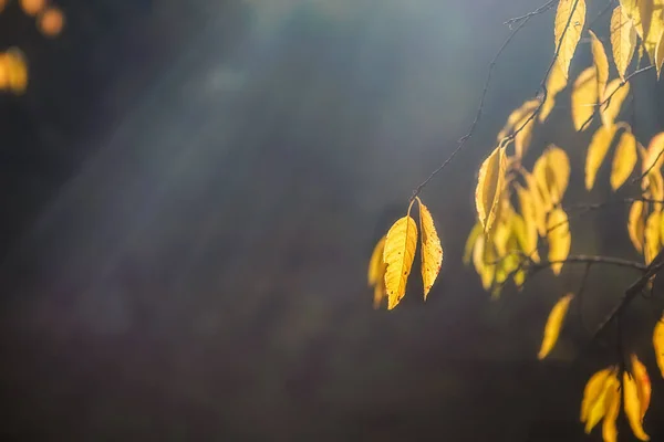 Bunte Herbstblätter Auf Verschwommenem Grauen Hintergrund Mit Sonnenstrahlen Hintergrund Herbst — Stockfoto