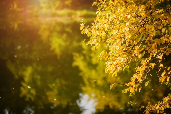 Zweig Mit Gelben Herbstblättern Auf Verschwommenem Hintergrund Kopierraum — Stockfoto
